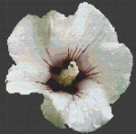 (image for) Hibiscus